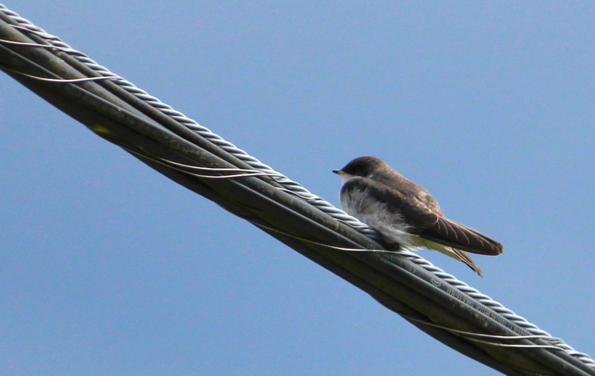 Tree Swallow - ML638429081