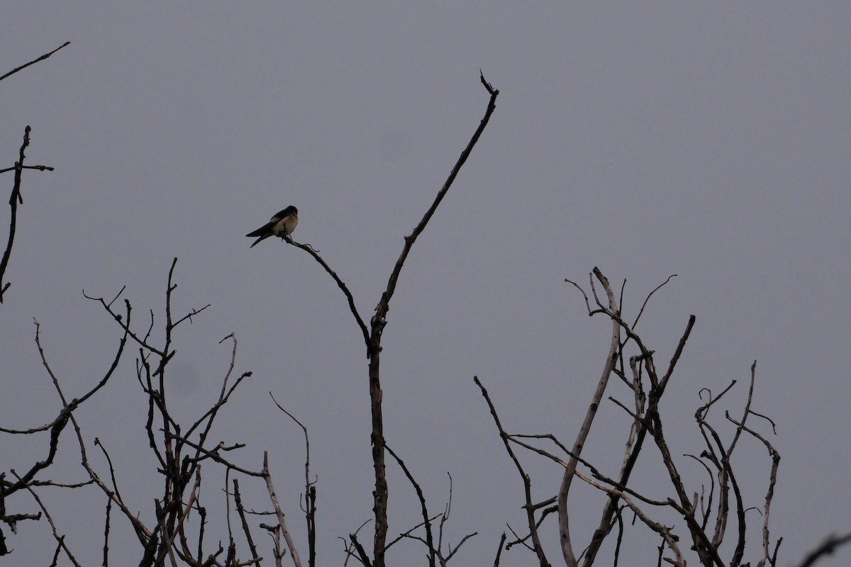 Eastern Red-rumped Swallow - ML638429082