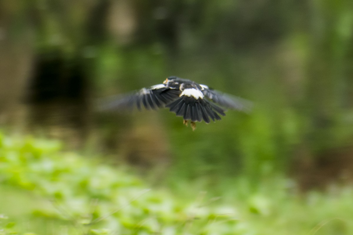 Indian Pied Starling - ML638429084