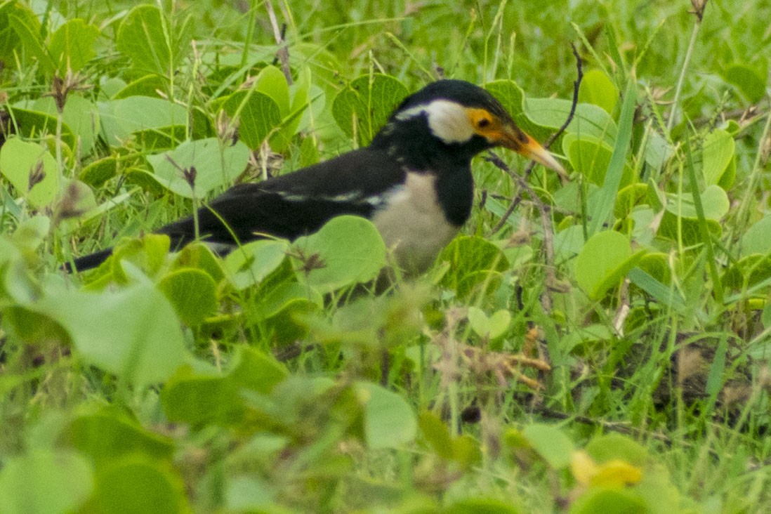 Indian Pied Starling - ML638429085