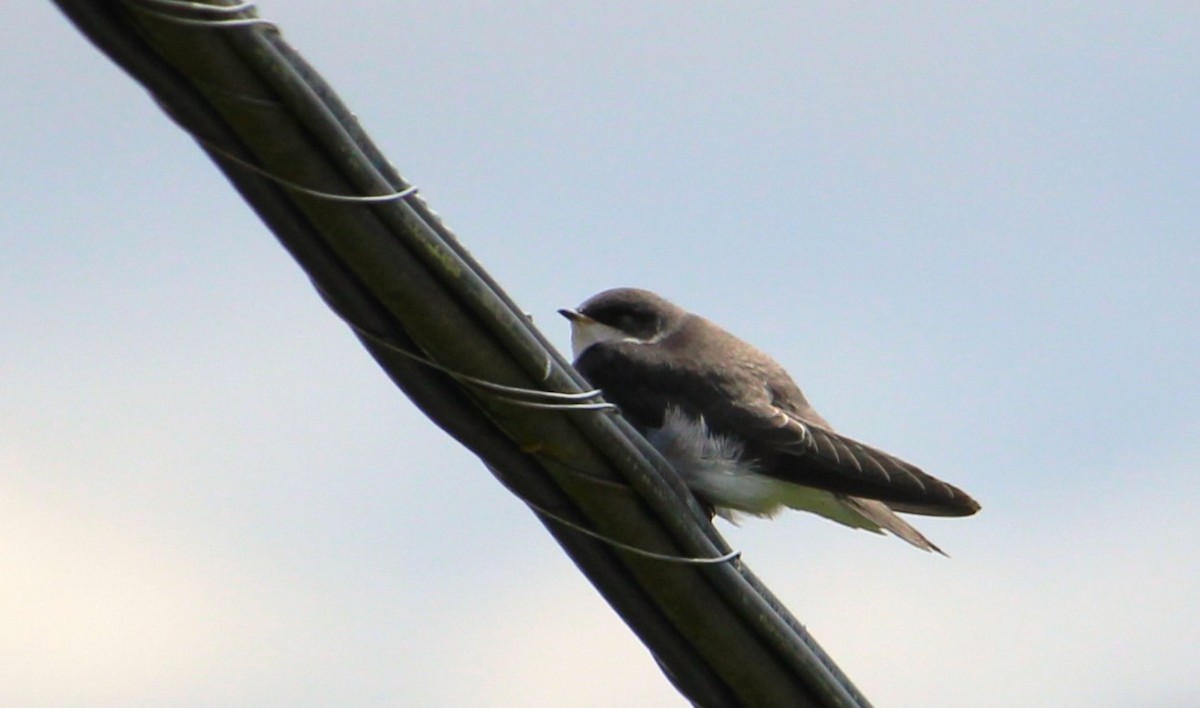 Tree Swallow - ML638429086