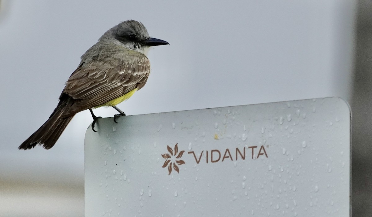 Tropical Kingbird - ML638429095
