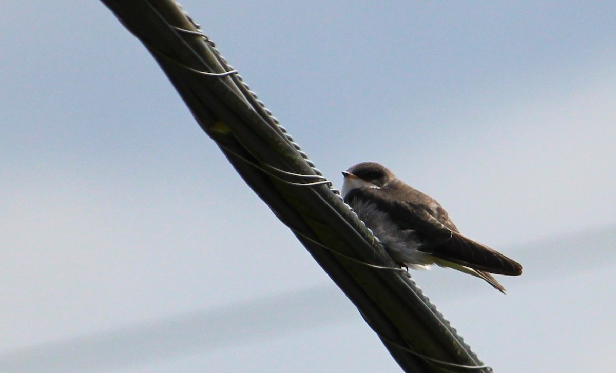 Tree Swallow - ML638429096