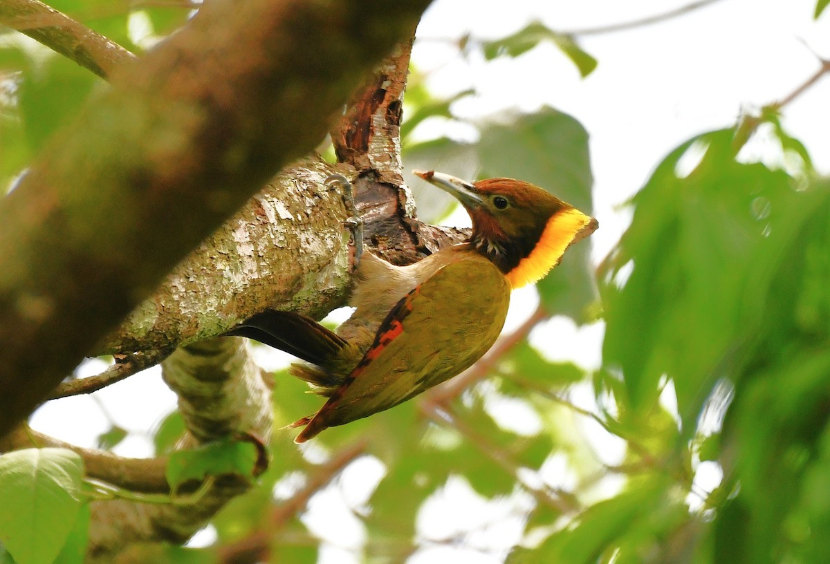 Lesser Yellownape - ML638429099