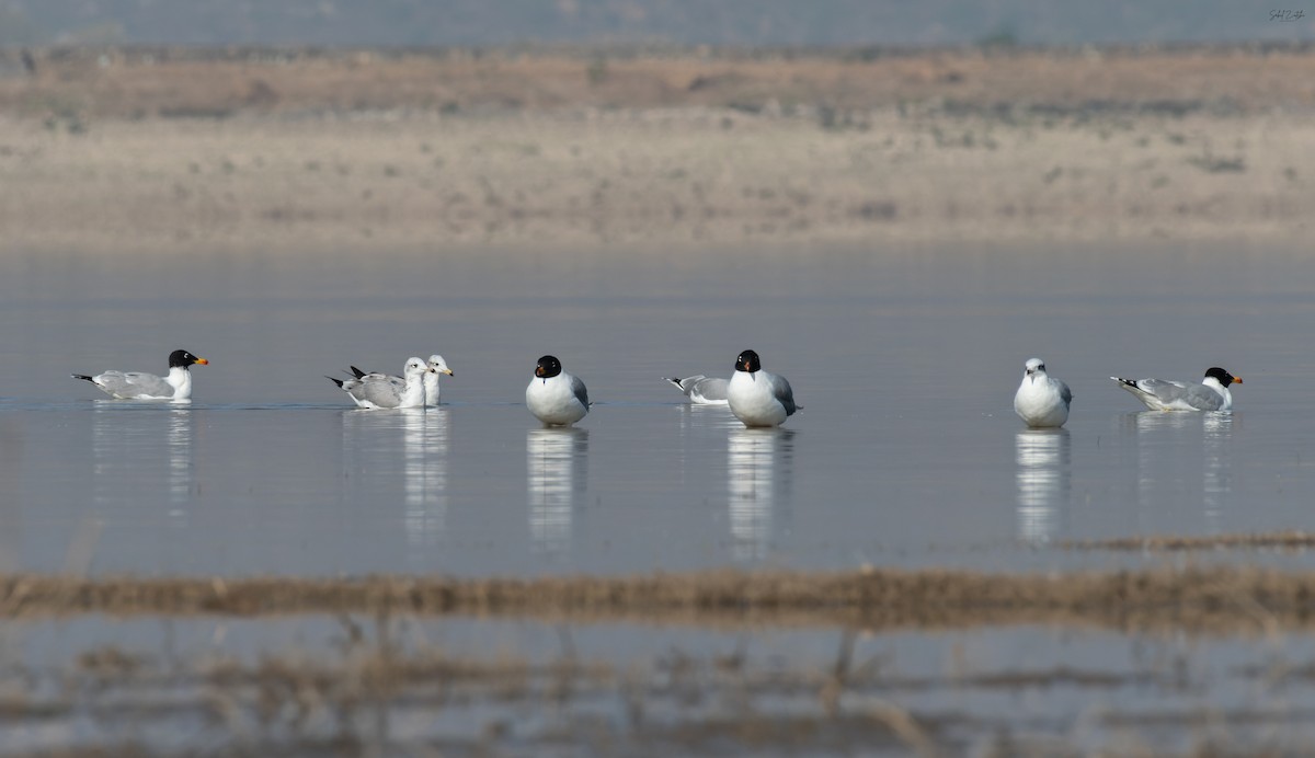 Pallas's Gull - ML638429101