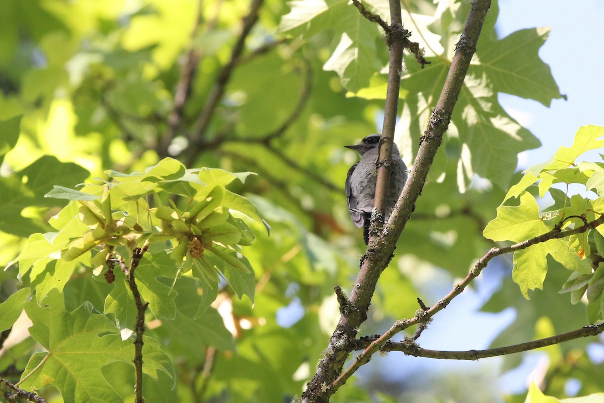 Downy Woodpecker - ML638429112