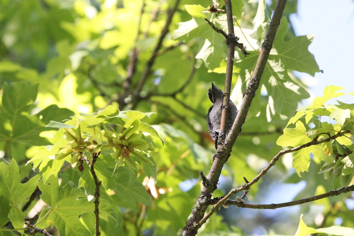Downy Woodpecker - ML638429113