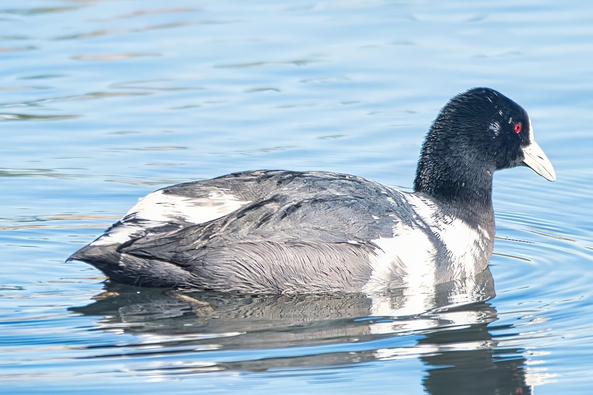 Eurasian Coot - ML638429114