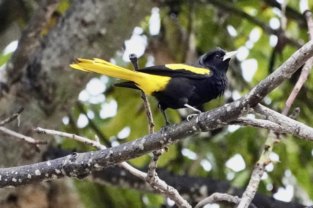 Yellow-winged Cacique - ML638429120