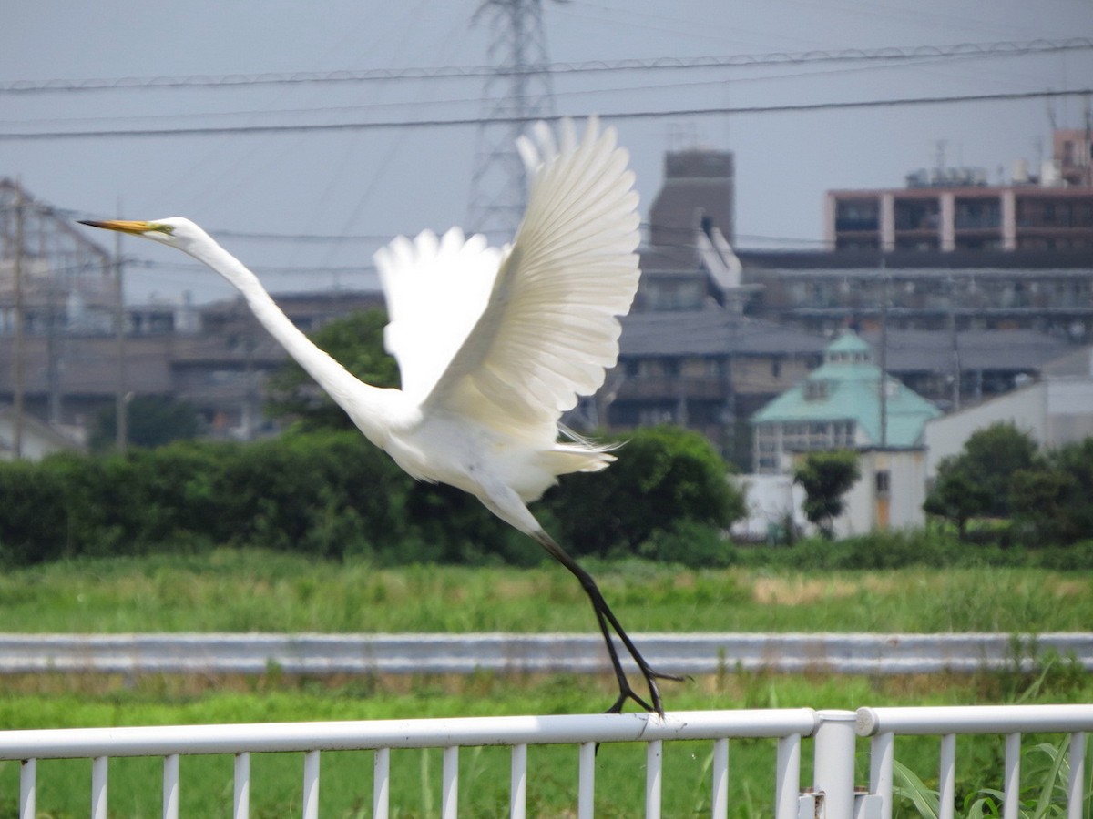 Great Egret - ML638429125