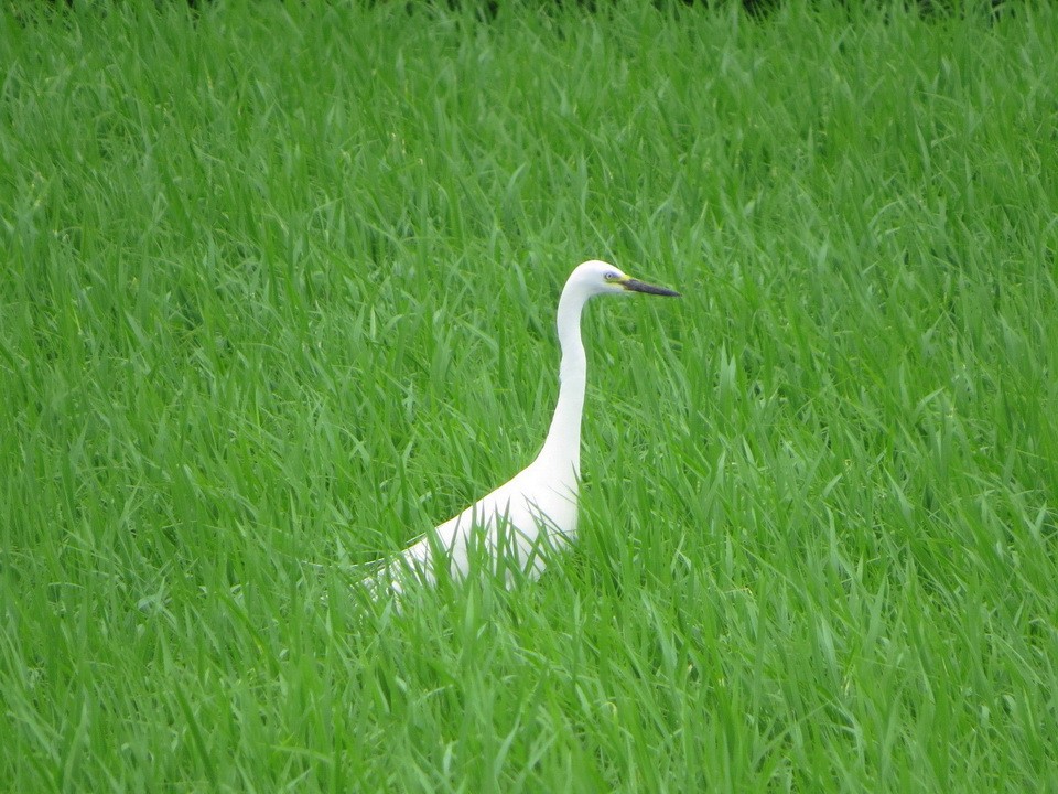 Medium Egret - ML638429128