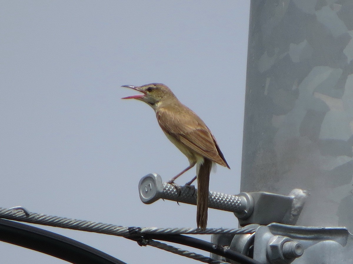 Oriental Reed Warbler - ML638429134