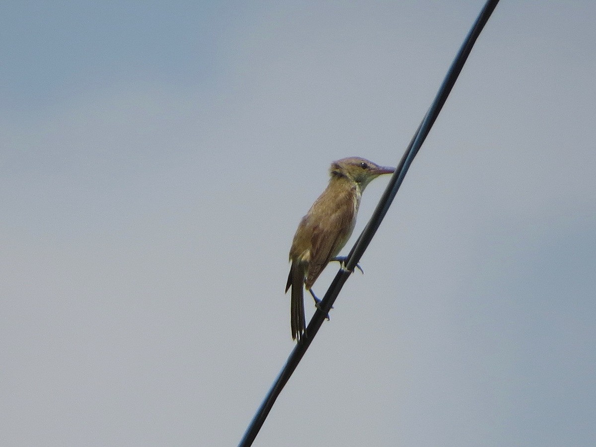 Oriental Reed Warbler - ML638429135