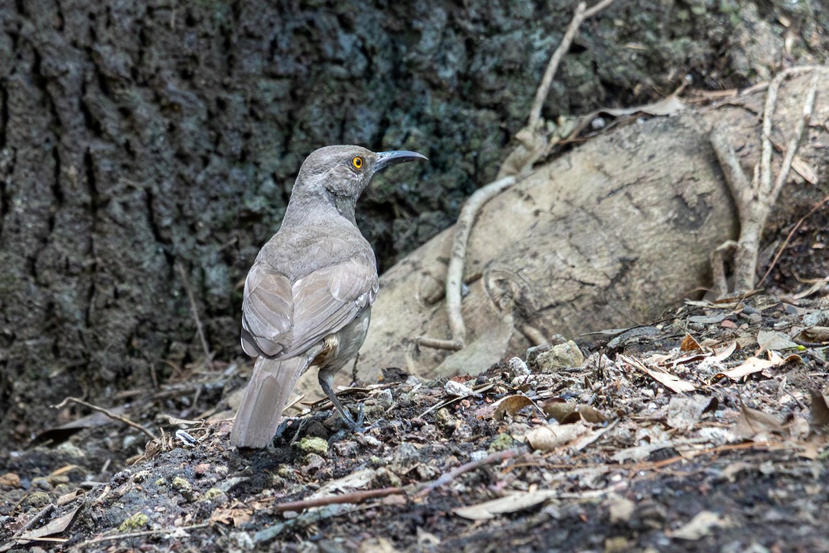 kaktusspottefugl (curvirostre gr.) - ML638429155