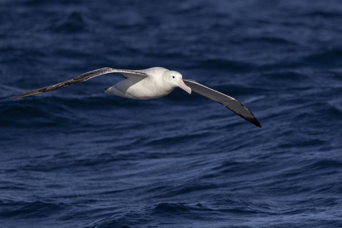 Snowy Albatross - ML638429156