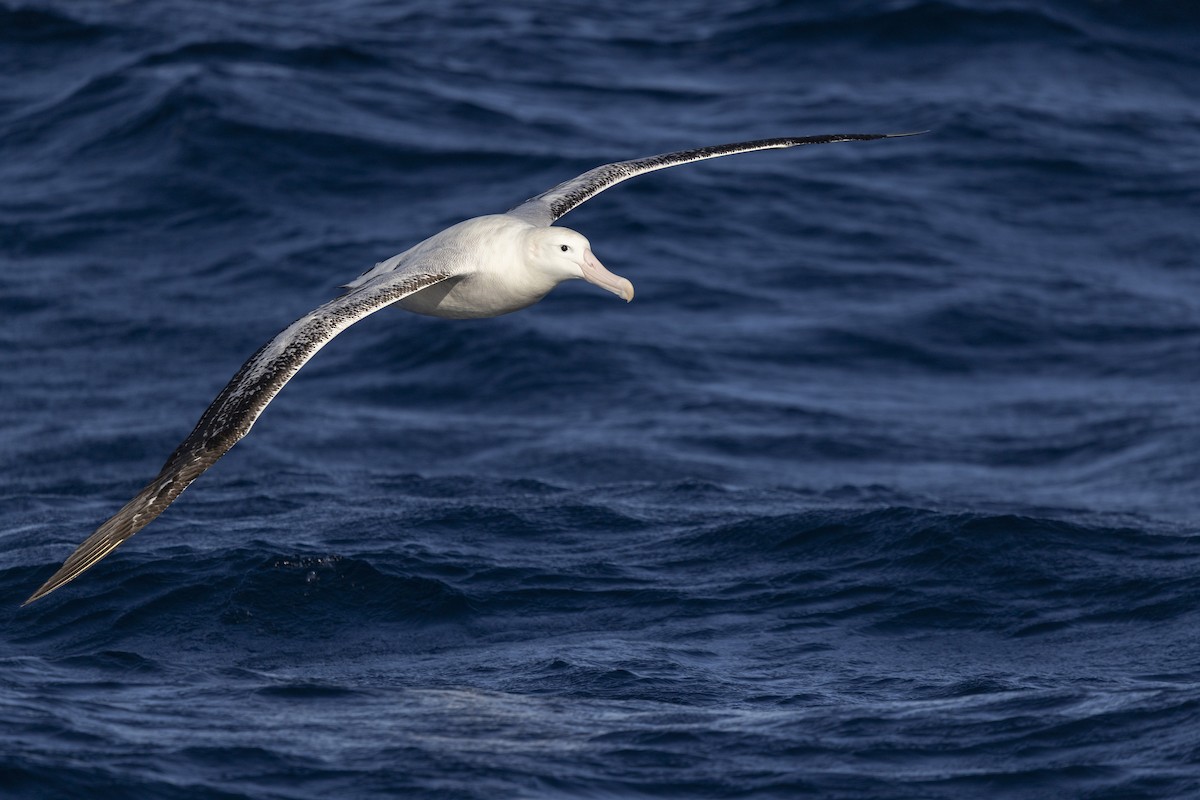 Snowy Albatross - ML638429162