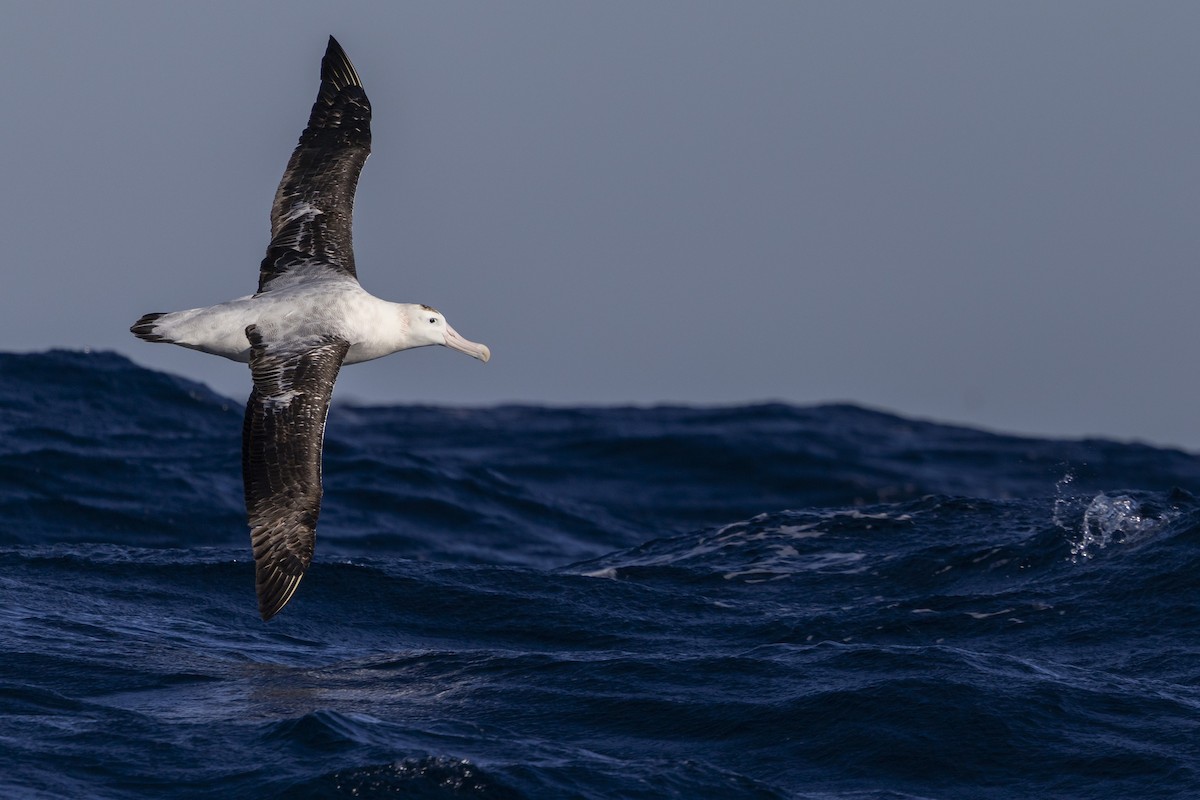 Antipodean Albatross - ML638429172