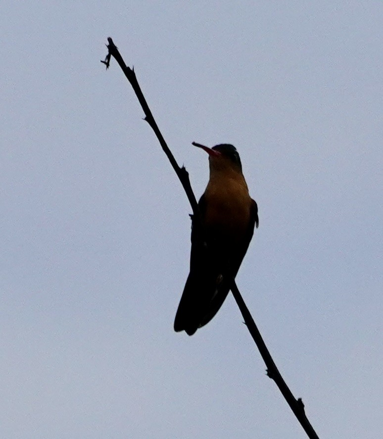 kanelkolibri - ML638429191