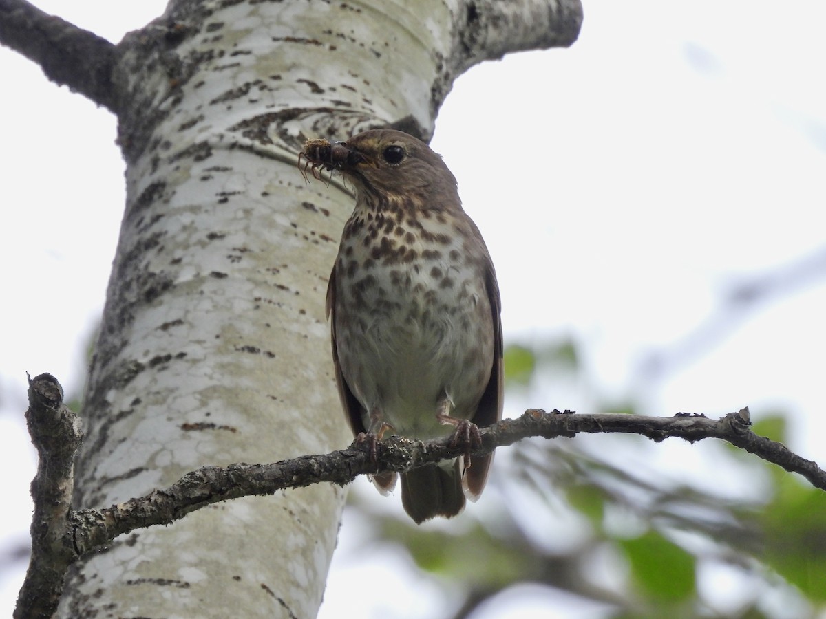 Swainson's Thrush - ML638429200