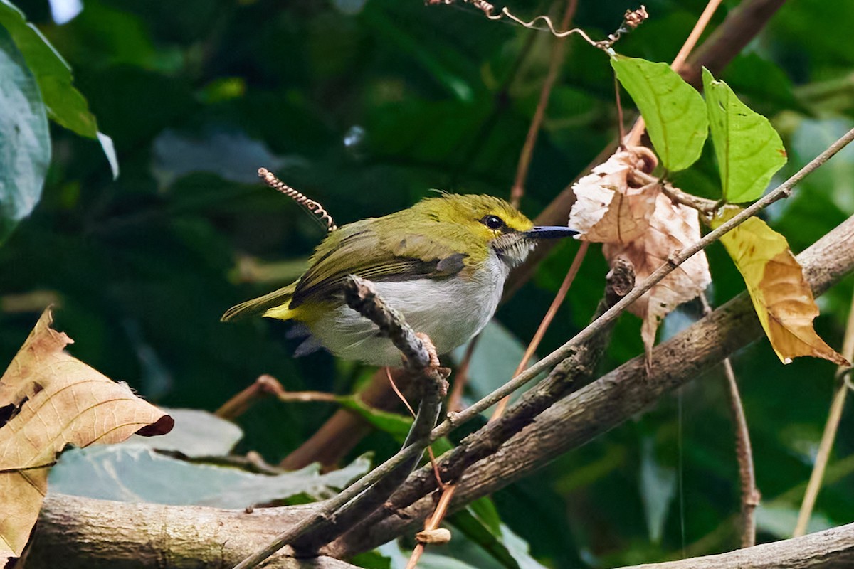 Yellow-browed Camaroptera - ML638429208