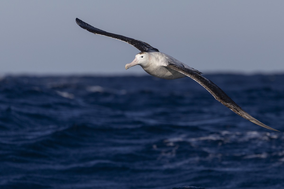Antipodean Albatross - ML638429213