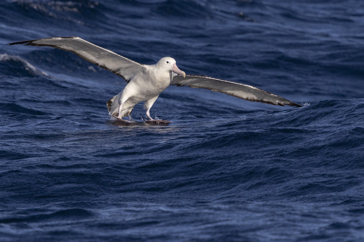 Antipodean Albatross (Gibson's) - ML638429216