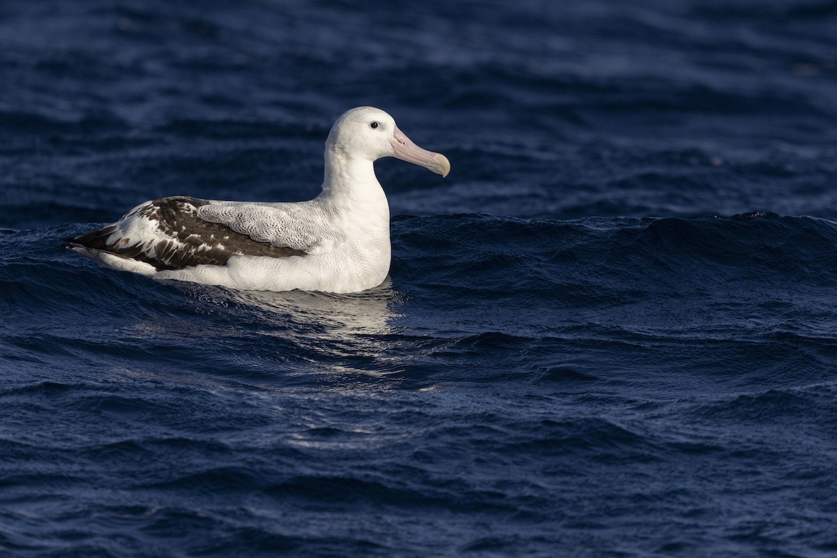 Antipodean Albatross (Gibson's) - ML638429217