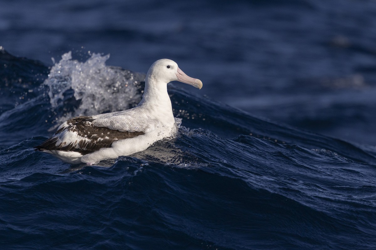 Antipodean Albatross (Gibson's) - ML638429224