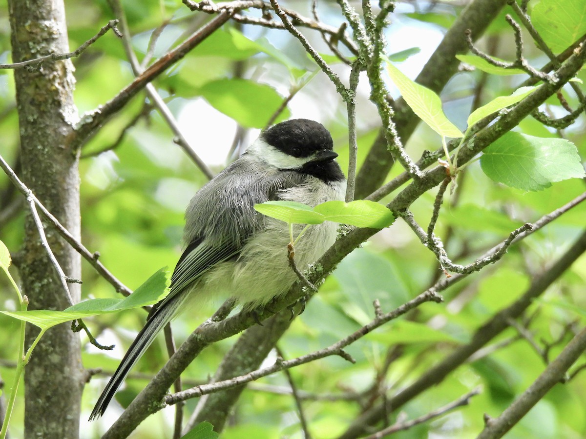 Black-capped Chickadee - ML638429232