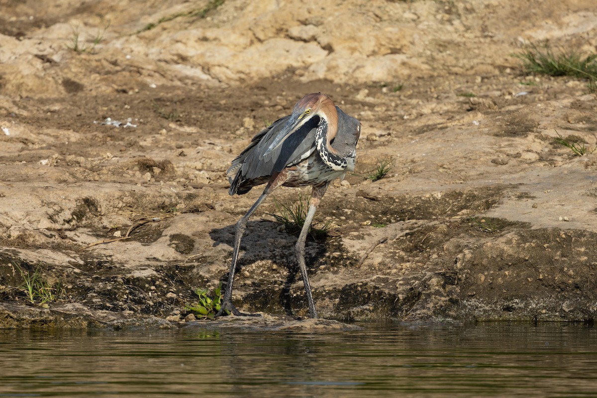 Goliath Heron - ML638429268
