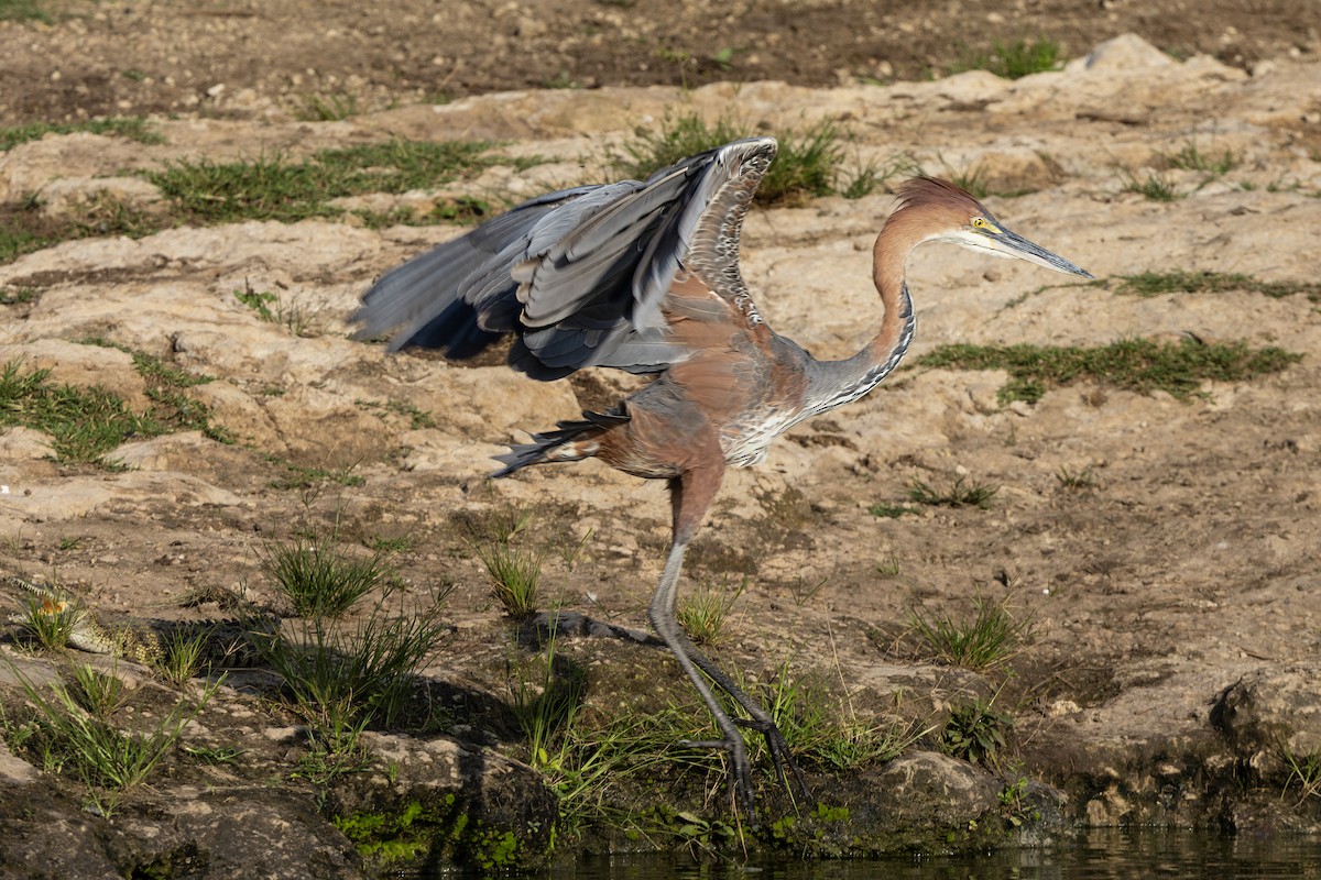 Goliath Heron - ML638429269
