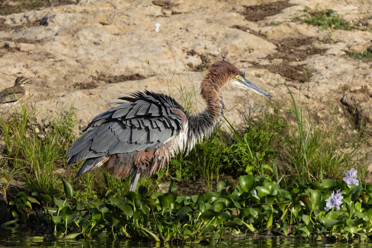 Goliath Heron - ML638429271