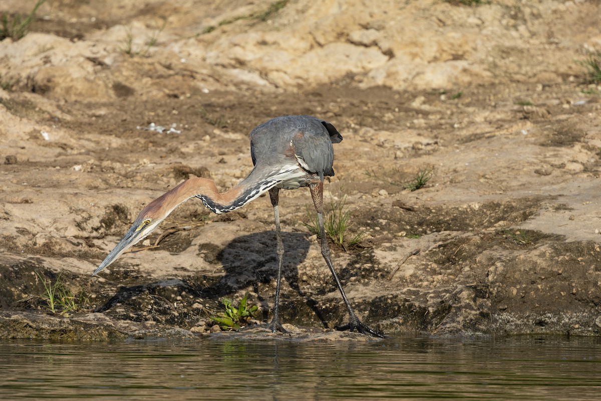 Goliath Heron - ML638429272