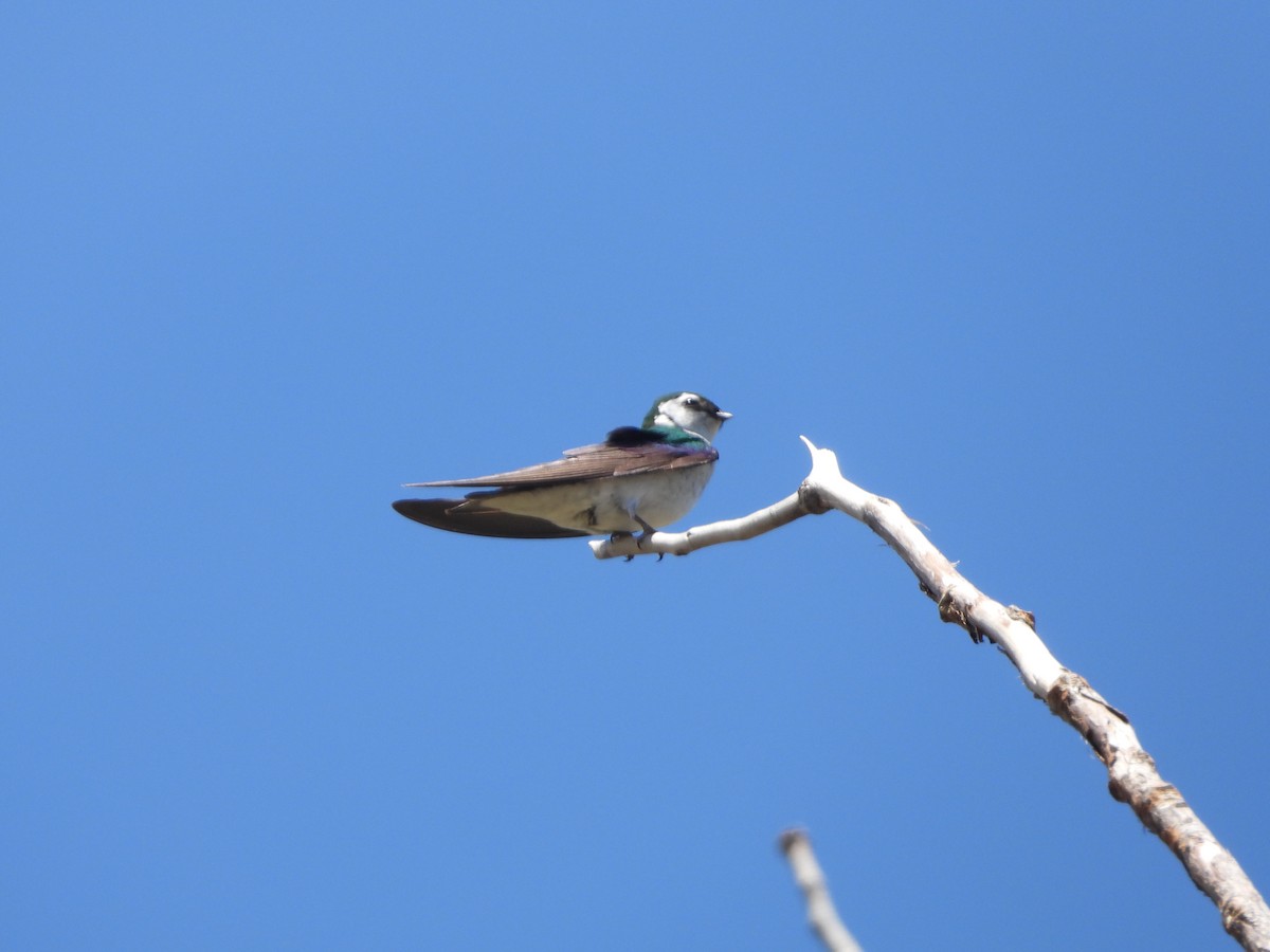 vlaštovka zelená - ML638429281