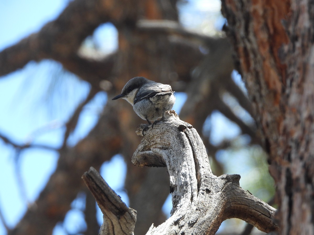 brhlík drobný - ML638429288