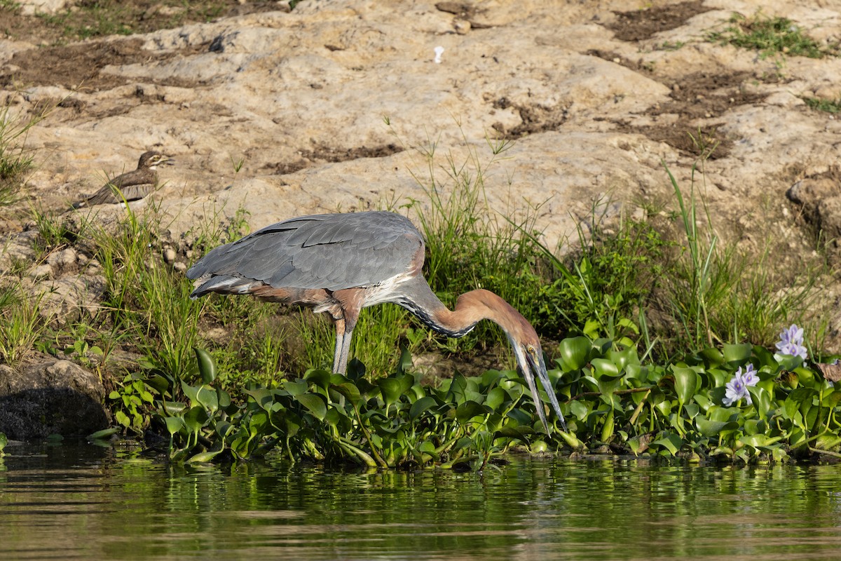 Goliath Heron - ML638429289
