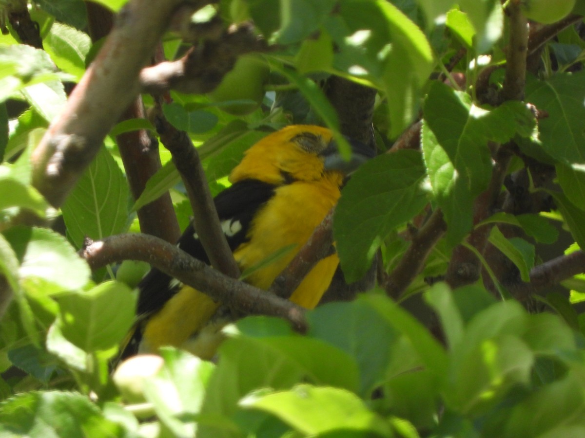 Yellow Grosbeak - ML638429302