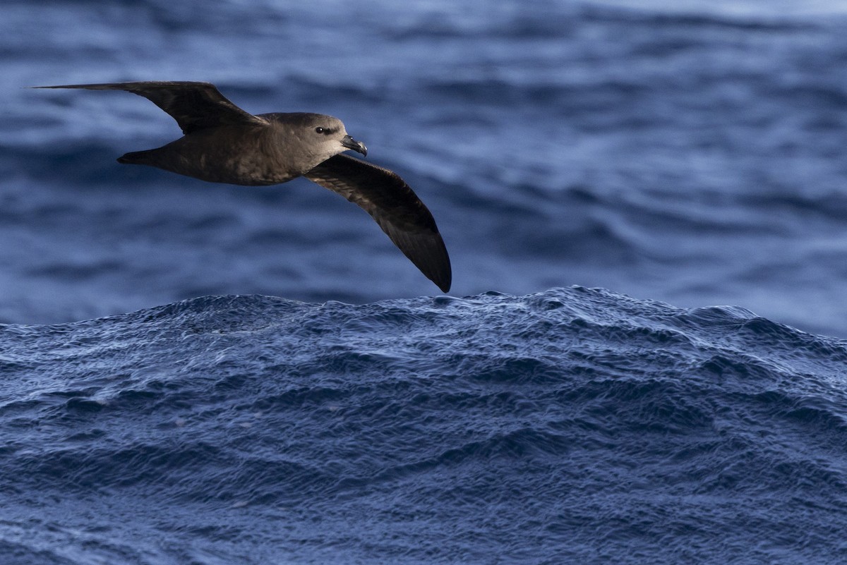Great-winged Petrel - ML638429304
