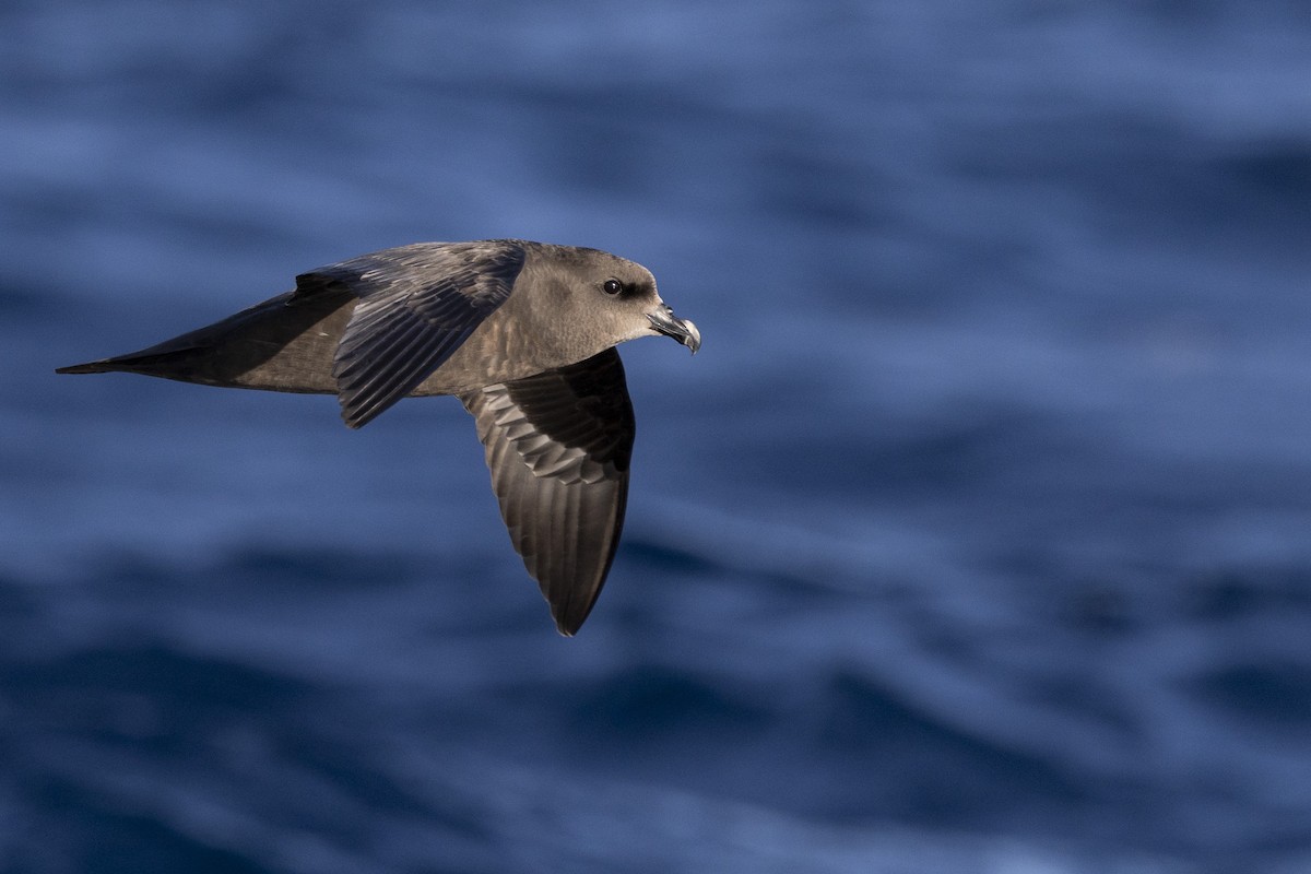 Great-winged Petrel - ML638429306