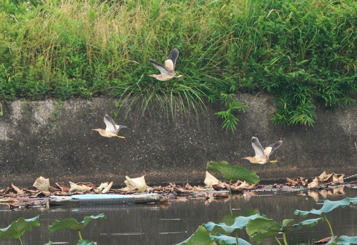 Yellow Bittern - ML638429367
