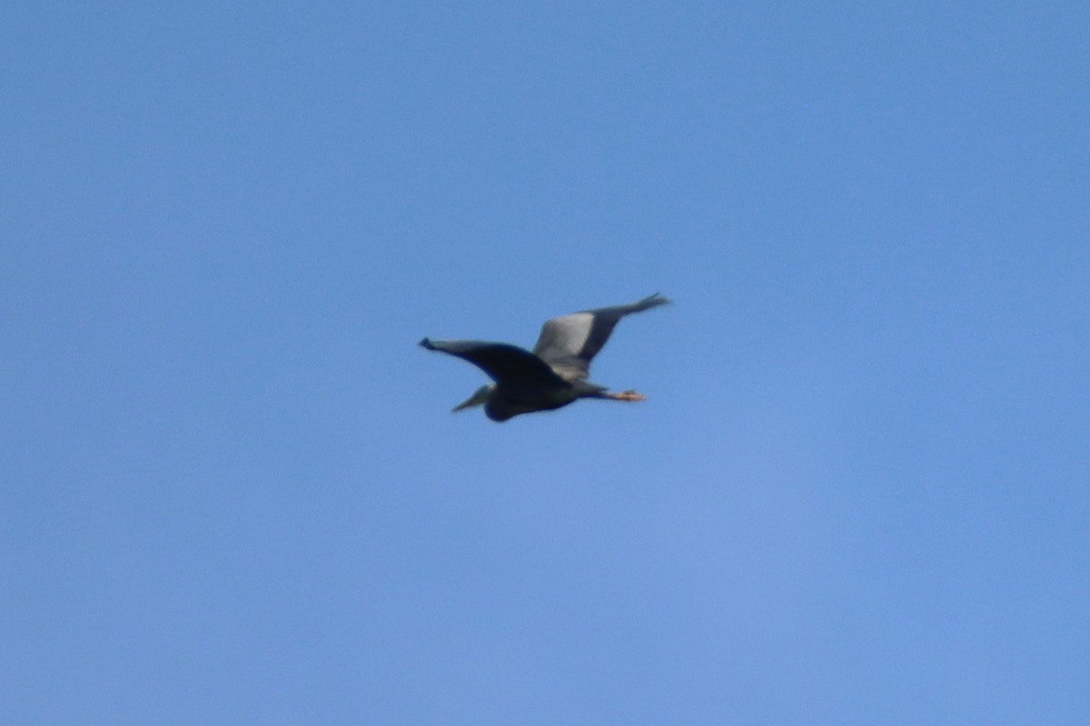 Great Blue Heron - ML638429371
