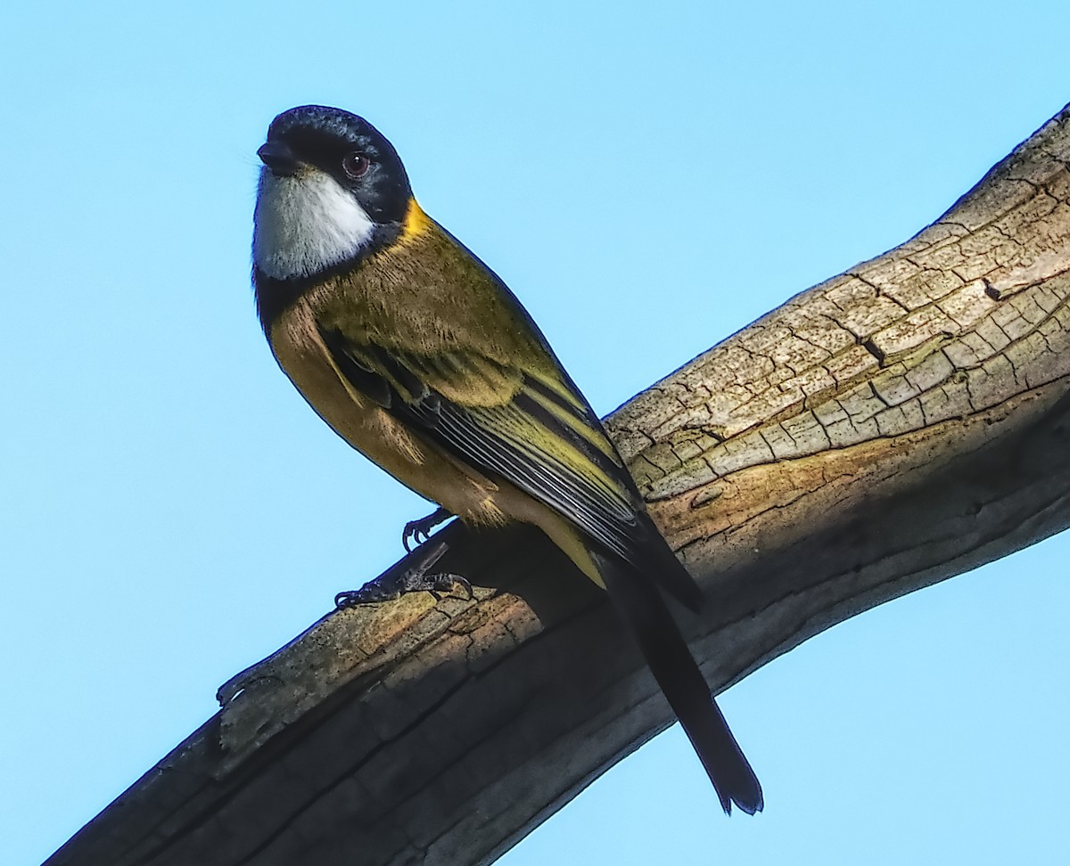 Golden Whistler - ML638429377