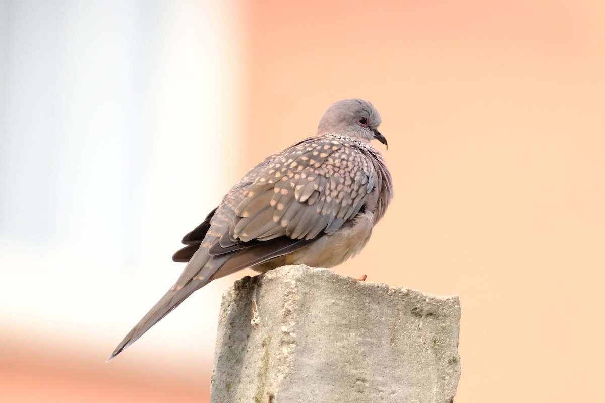 Spotted Dove - ML638429406