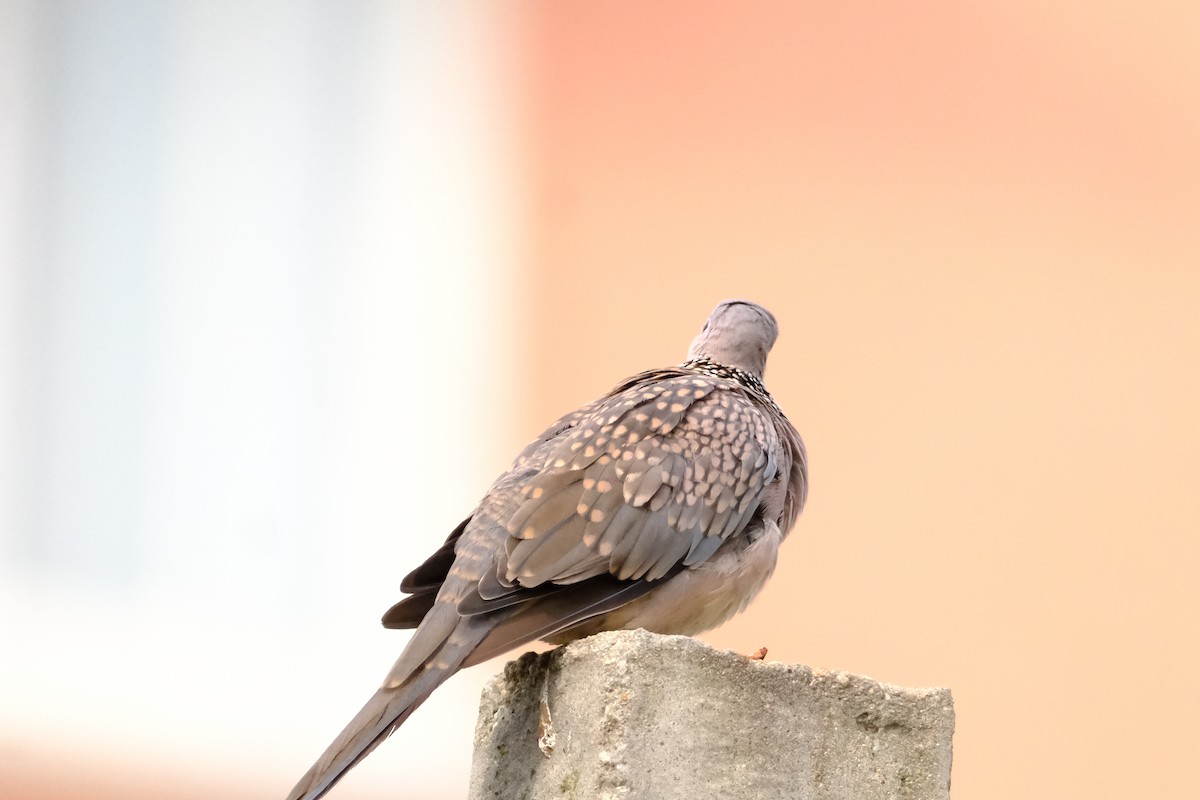 Spotted Dove - ML638429408