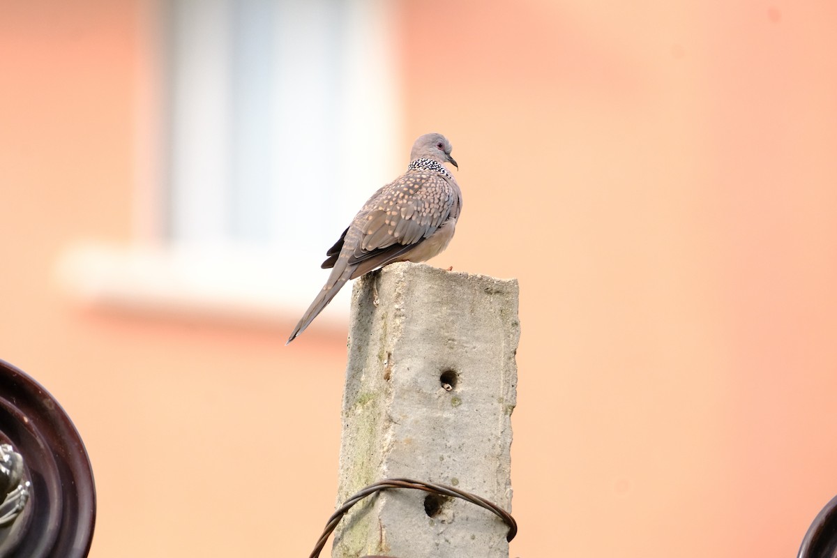 Spotted Dove - ML638429409