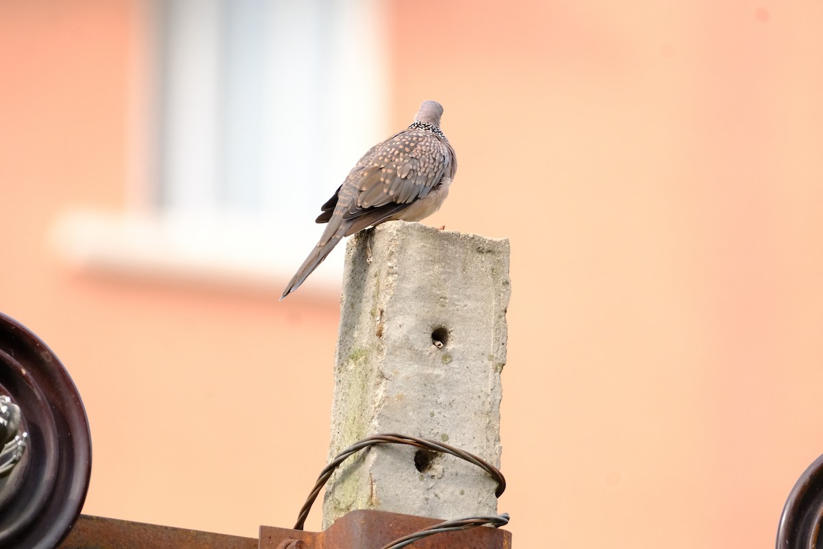 Spotted Dove - ML638429410