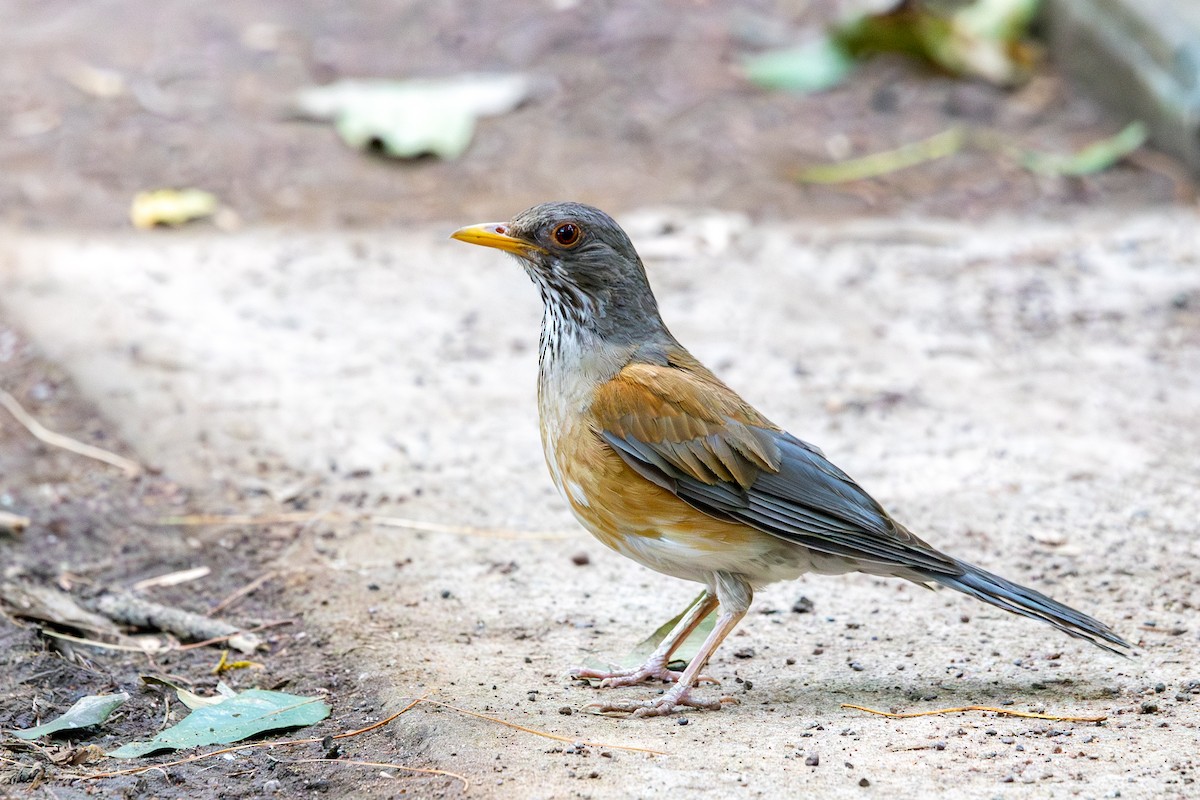 rusttrost (rufopalliatus) - ML638429411