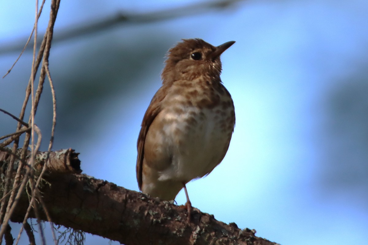 Swainson's Thrush - ML638429442