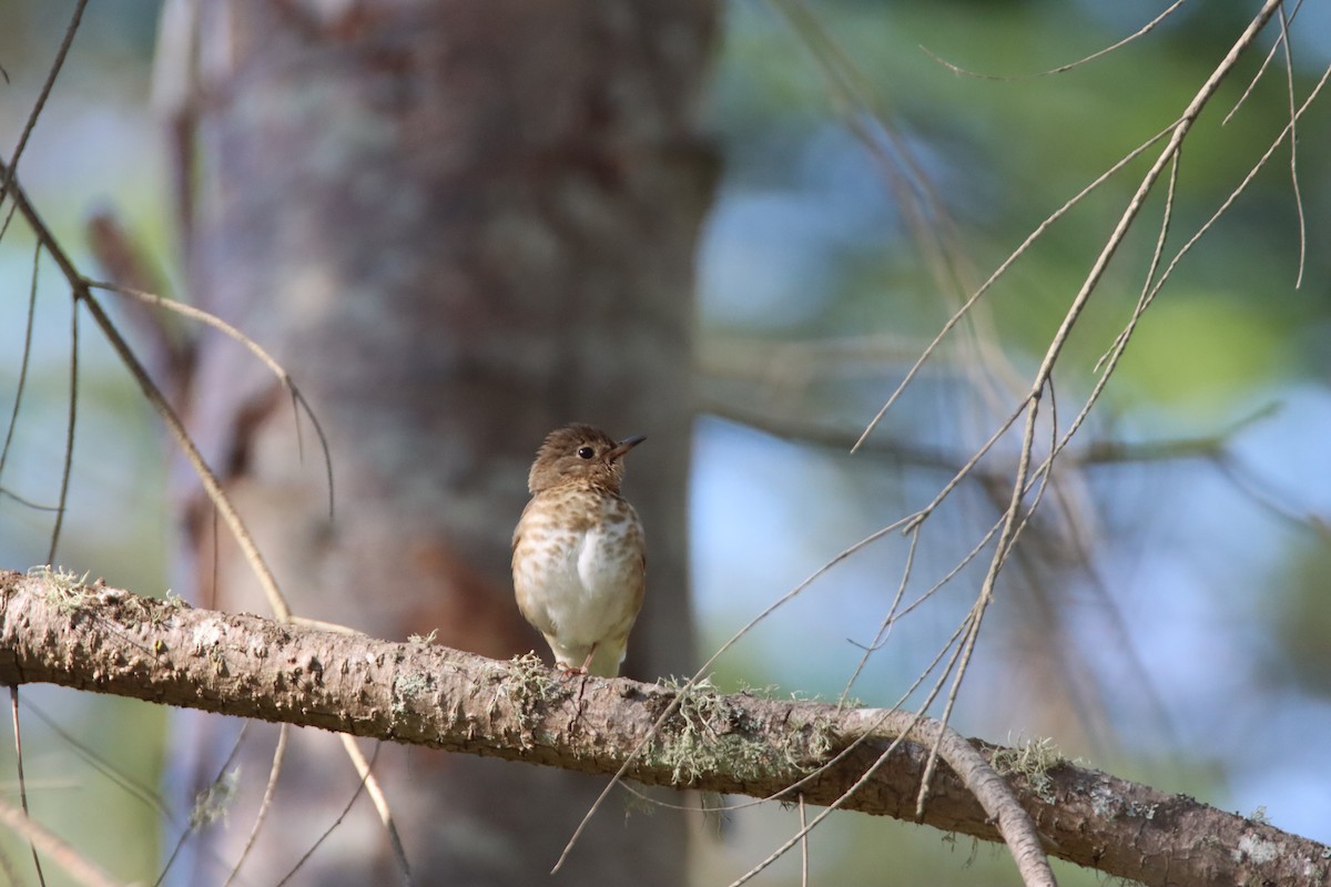 Swainson's Thrush - ML638429444
