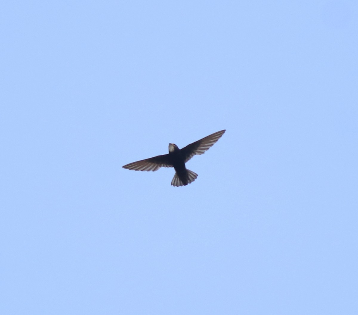 Little Swift - ML638429491